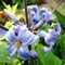 Клематис борщевиколистный 'Нью Лав' / Clematis heracleifolia  'New Love'